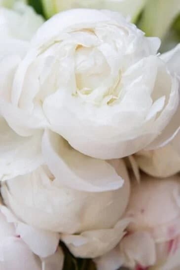 Pieter Bouterse Studio — floral arrangement